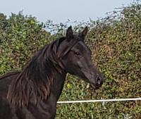 Vente de cheval : Origane Mystre 