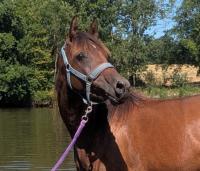 Vente de cheval : Mahrissa Mystre 