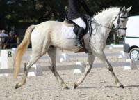 Vente de cheval : Penny Lucky d'E.C.