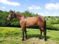 Vente de cheval : Life des neufs clos 