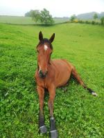 Vente de cheval : Lawrents