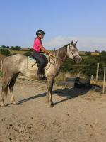Vente de cheval : Bambi