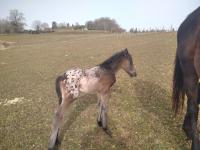 Vente de cheval : Nfarion
