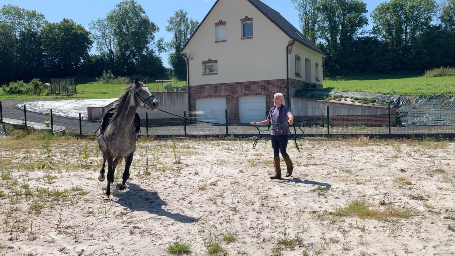 Vente de cheval : Look Back