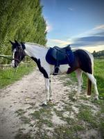 Vente de poney