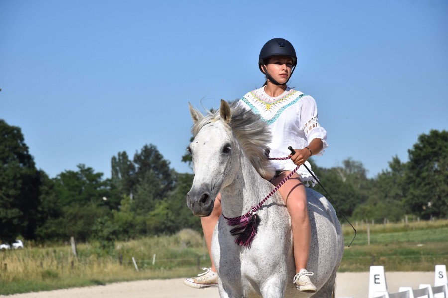Poney de sport à prendre en dp/ ou à confier