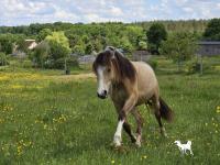Vente de poney