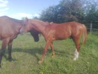 Vente de cheval : Musik hall des clos