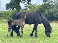 Vente de cheval : Balzac