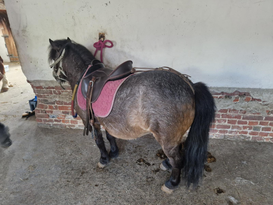 Vente de poney