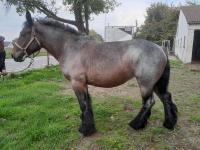 Vente de cheval : Nala du pr Corbier