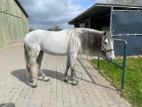 Vente de cheval : Osetro