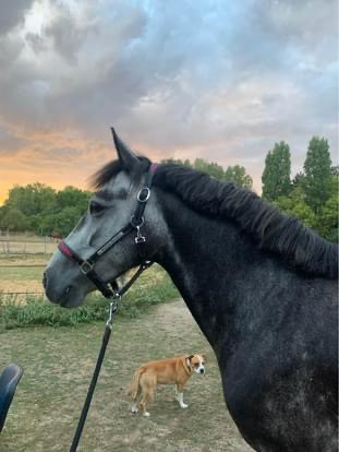 Vente de cheval : Hros de fourches 