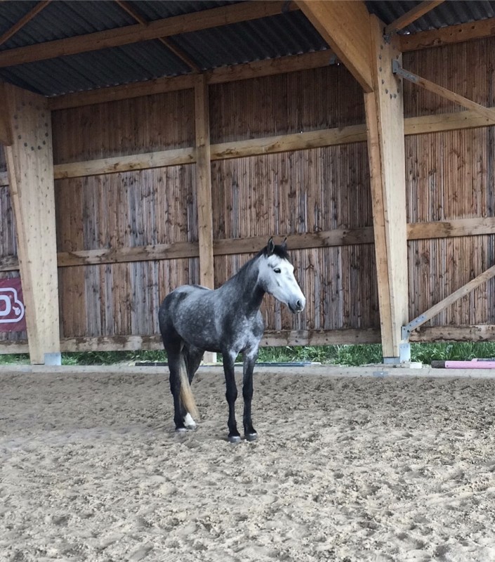 Demi Pension Elona 5 Ans Ponette Connemara ChevalAnnonce