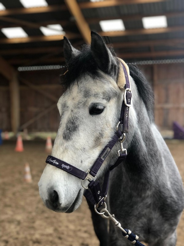 Demi Pension Elona 5 Ans Ponette Connemara ChevalAnnonce