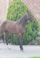 Vente de cheval : La Belle d'Urville 