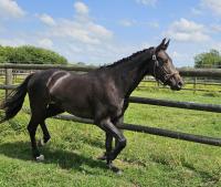 Vente de cheval : M