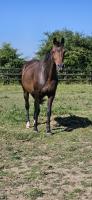 Vente de cheval : H