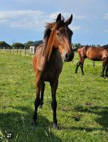 Vente de cheval : N