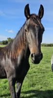 Vente de cheval : O
