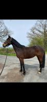 Vente de cheval : JESS DE L'ETANG LALY