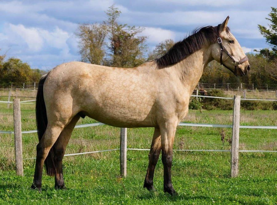 Vente de cheval : Mylo de Mezicourt 