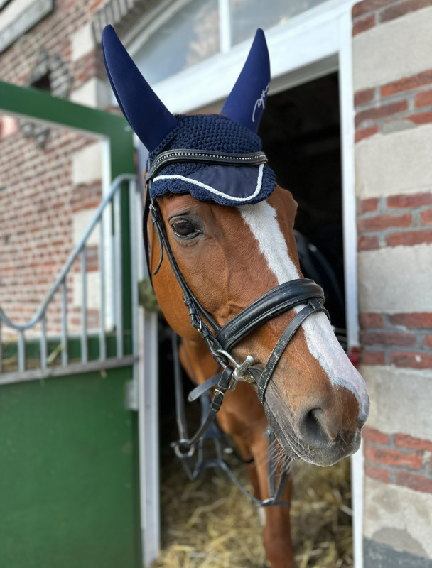 Vente de cheval : Martini des beguennes