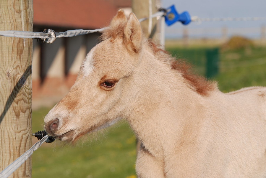 Poulain Robe Rare Pour Sport Ou Loisirs Chevalannonce Com