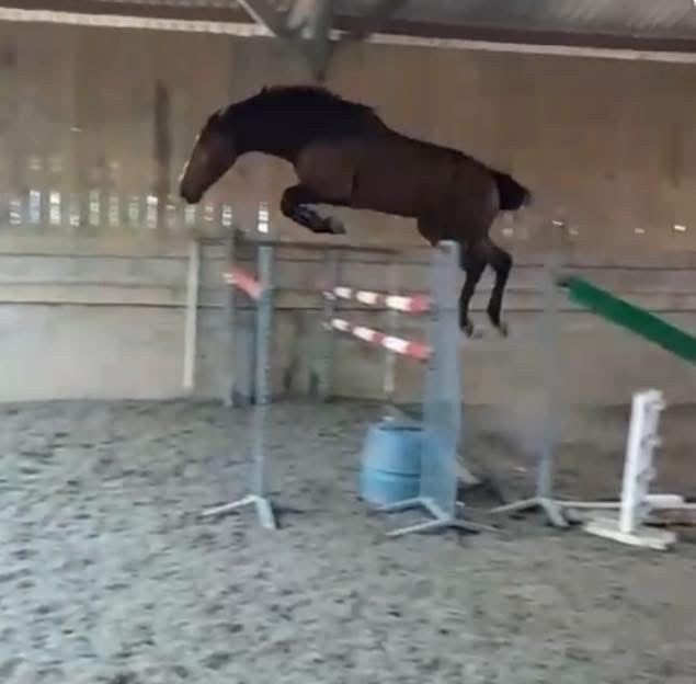 Vente de cheval : Isis des arbousiers 
