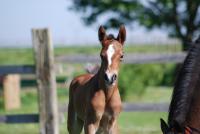 Vente de poney
