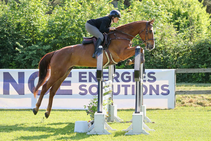 Vente de cheval : Jungo des aulnes 