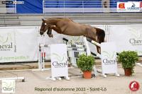 Vente de cheval : JUNGO DES AULNES