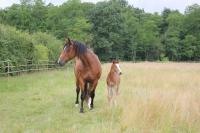 Vente de cheval : Fille de Volcane