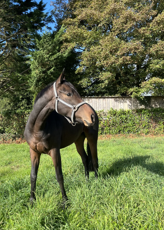 Vente de cheval : Kalone