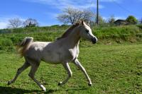 Vente de cheval : Tahar Al Rax