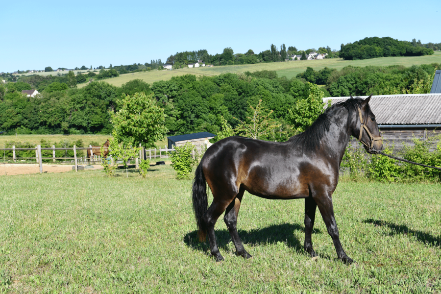 Vente de cheval : TESS de Touvent