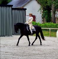 Vente de cheval : Nobre do Habil