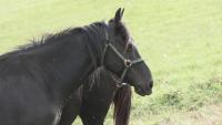 Vente de cheval : Morveux de Bigorre