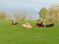 Vente de poney