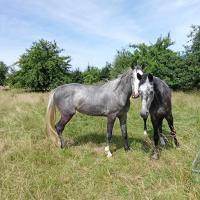 Vente de cheval : qanelle 