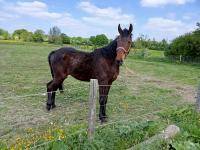 Vente de cheval : kingstar