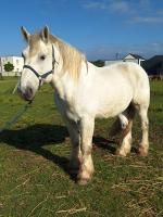 Vente de cheval : Cash