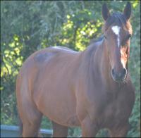 Vente de cheval : Getz