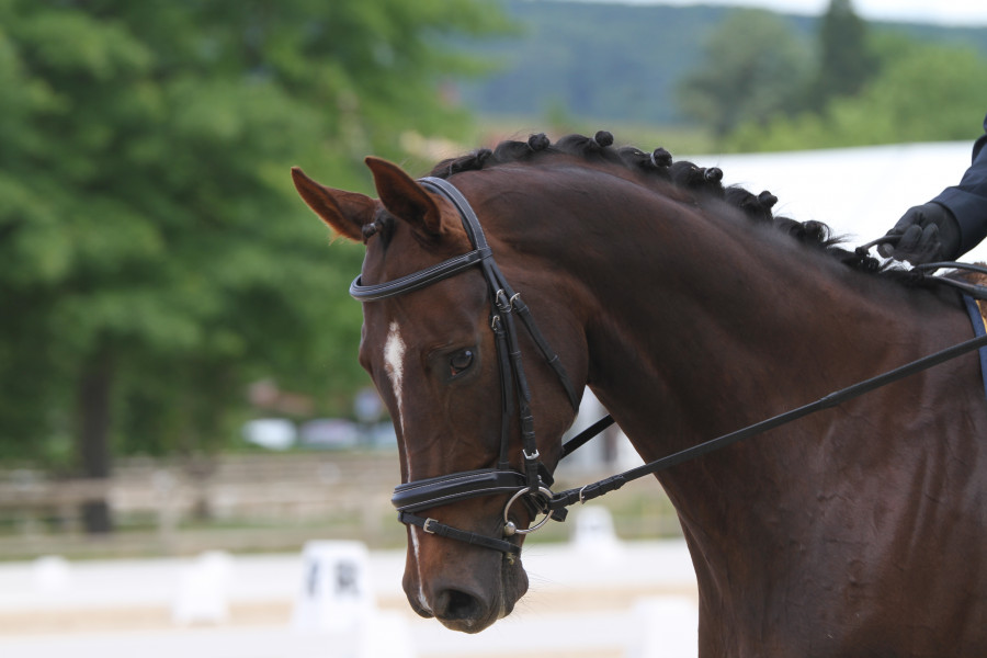 Gratuit Images Noms Pour Chevaux Femelle actualisé par