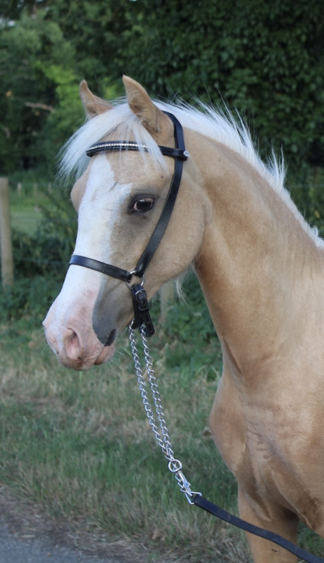 Vente de poney