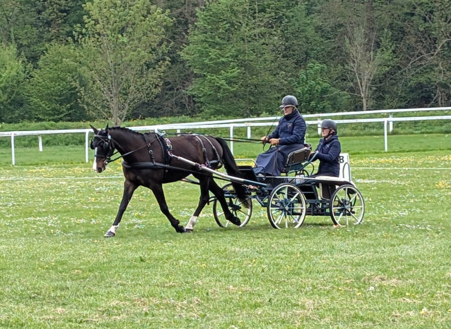 Vente de poney