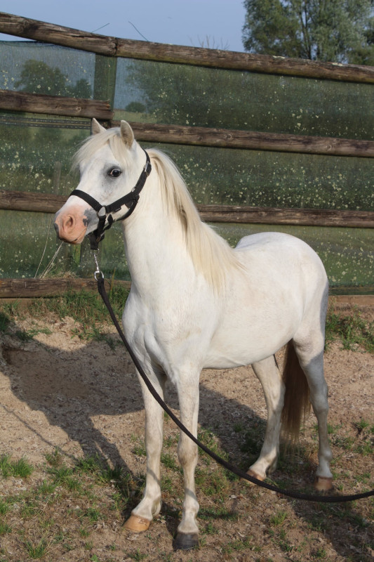 Vente de poney
