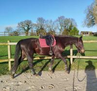 Vente de cheval : Figaro