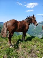Vente de cheval : odin de semoun