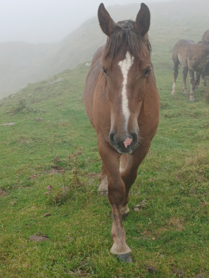Vente de chevaux